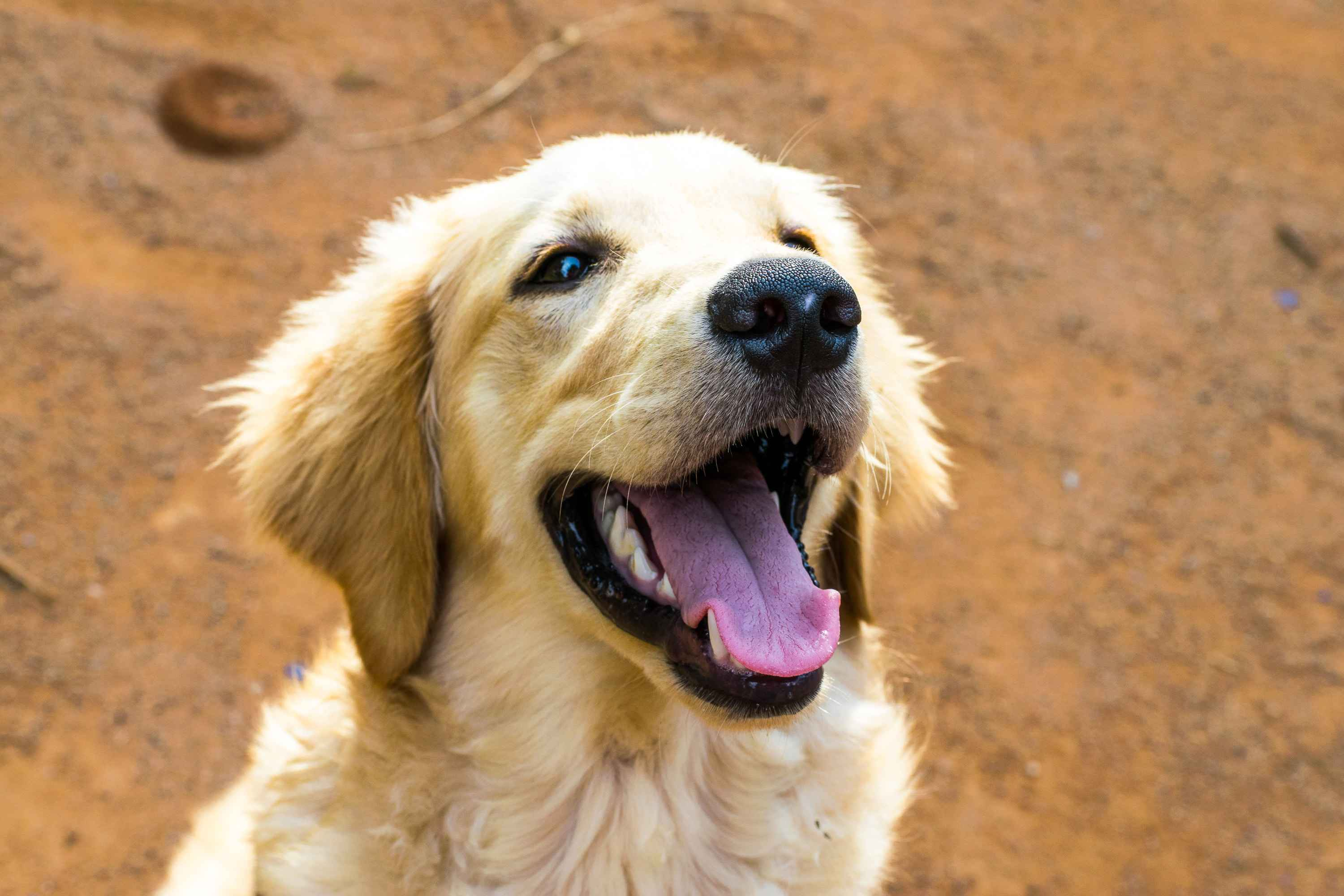 5 Fun Ways to Include Your Golden Retriever in Family Holiday Traditions